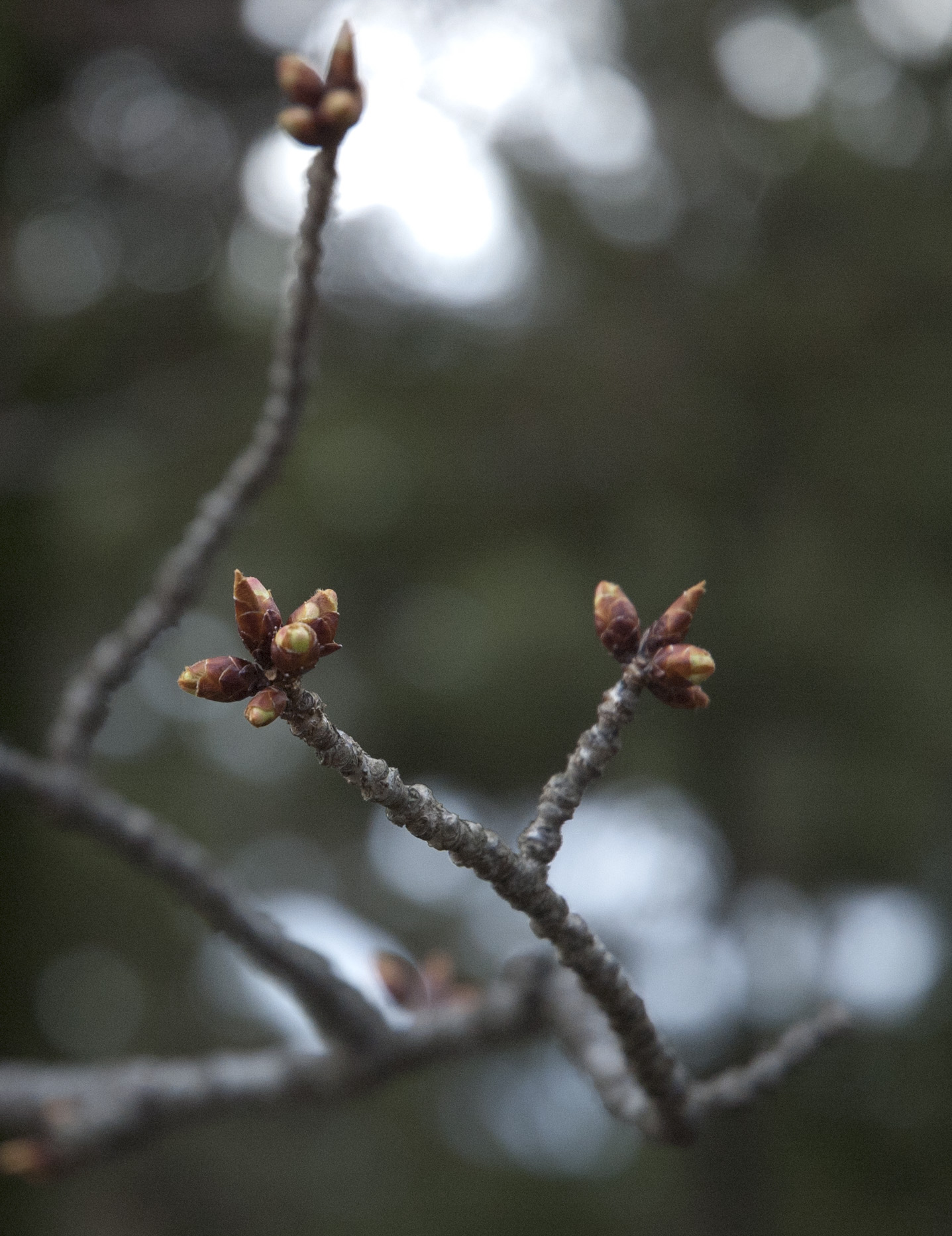 芽