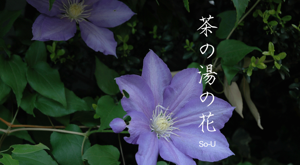 茶の湯の花