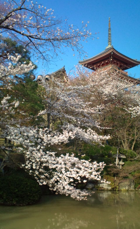 京の桜